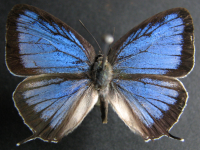 Arhopala wildei wildei - Adult